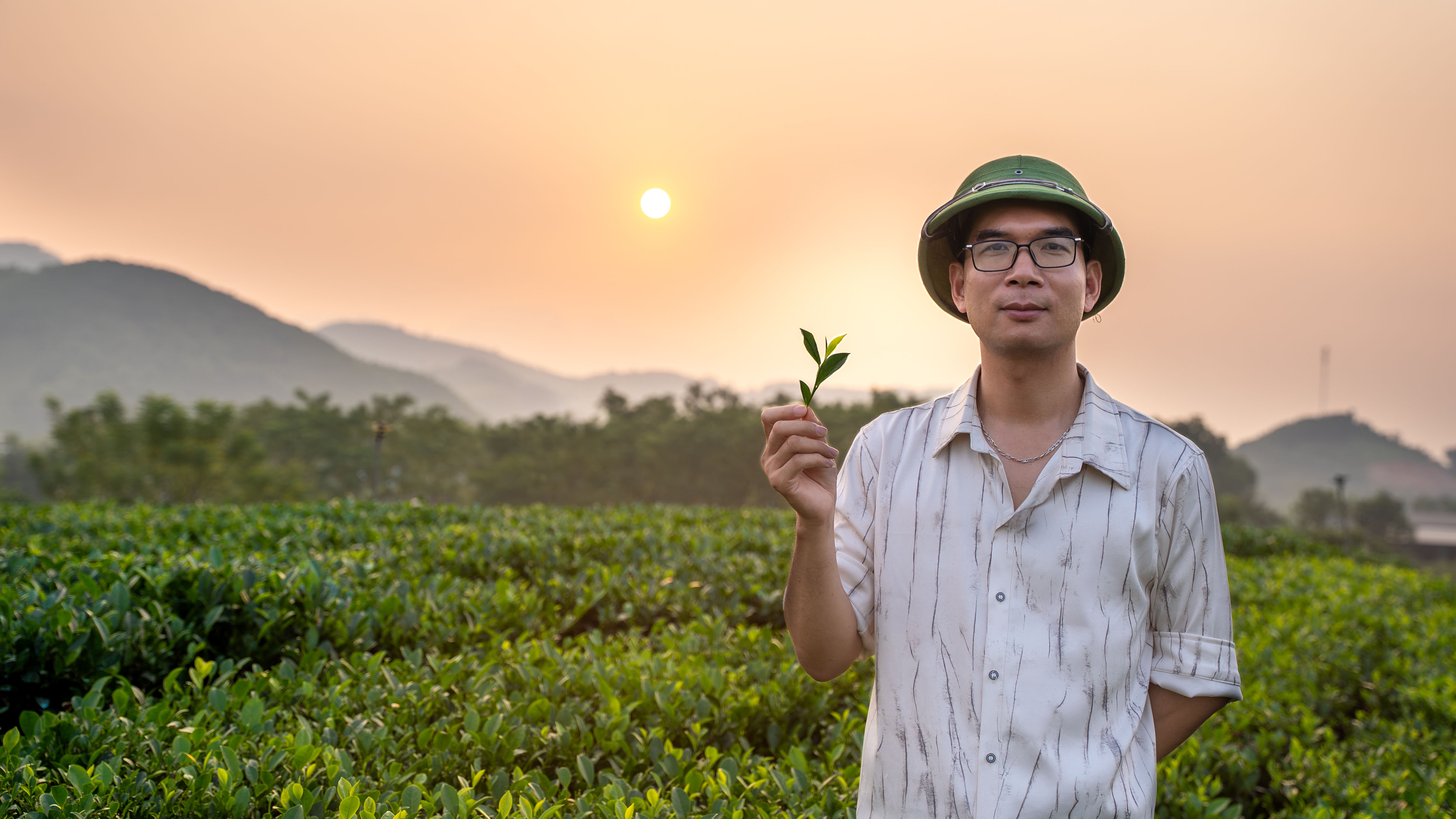 Minh họa đồi trà trong ánh sáng buổi sớm